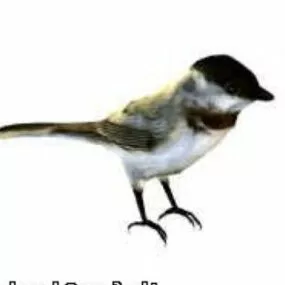 Black Capped Chickadee Animal 3d model
