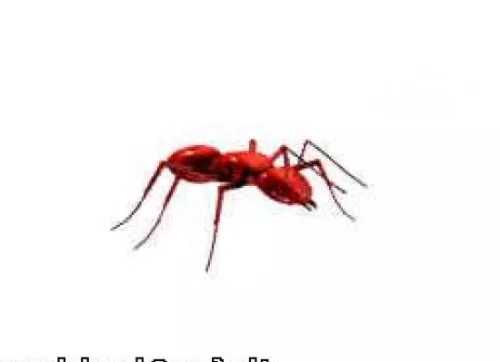 Red Ant Animal 3d model Red Ant Animal 3d model