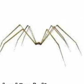 Spider – Small 3d model