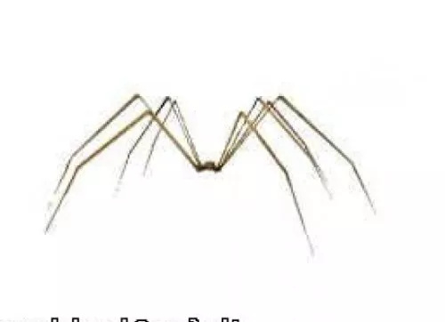 Bot Spider, Small Animal Robot 3d model