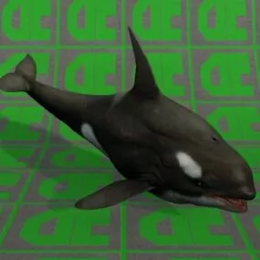 Killer Whale 3d model