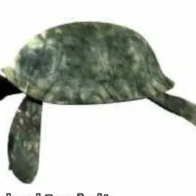 Green Turtle 3d model