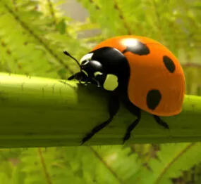 Realistic Ladybird 3d model