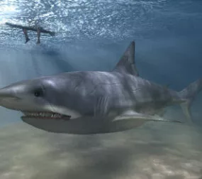 Realistic Shark 3d model