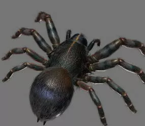 Black Spider 3d model