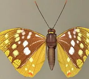 Butterfly 3d model