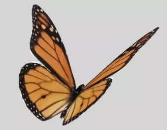 Beautiful Butterfly 3d model Beautiful Butterfly 3d model