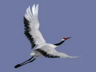 Crane 3d model Crane 3d model