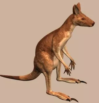 Animal Kangaroo 3d model Animal Kangaroo 3d model