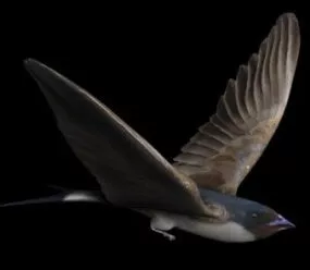 Animal Swallow 3d model