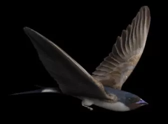 Animal Swallow 3d model Animal Swallow 3d model