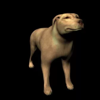 Yellow Dog Animal Free 3d model Yellow Dog Animal Free 3d model