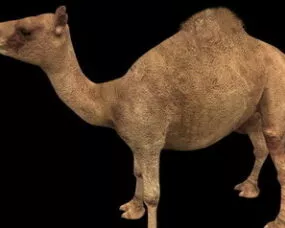 Camel 3d model