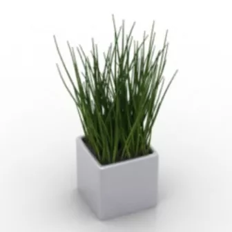 Plant Grass Potted 3d model Plant Grass Potted 3d model