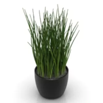 Indoor Potted Grass 3d model Indoor Potted Grass 3d model