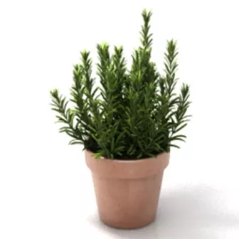 House Pot Plant Free 3d Model - .3ds, .Max - Open3dModel