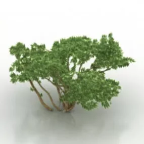 Green Shrub 3d model