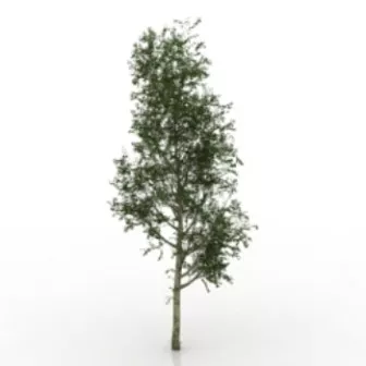 Snow Falling On Christmas Tree 3d model