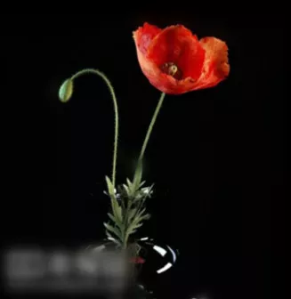 Flower Decorations 3d model Flower Decorations 3d model