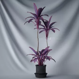 Purple Flower Bonsai Plant 3d model Purple Flower Bonsai Plant 3d model