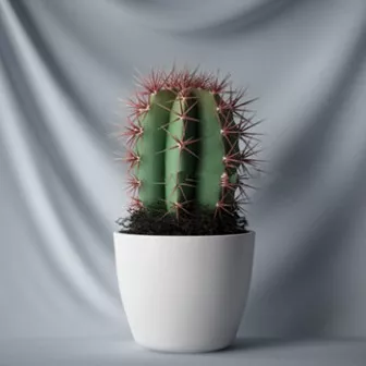Home Cactus Plant 3d model Home Cactus Plant 3d model