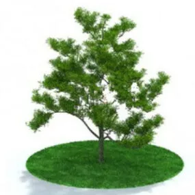 Tree 3d model