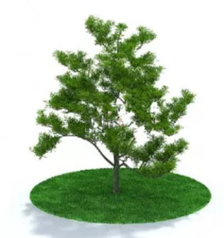 Tree 3d model Tree 3d model