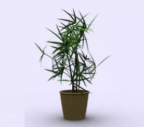 Interior Bamboo Potted 3d model