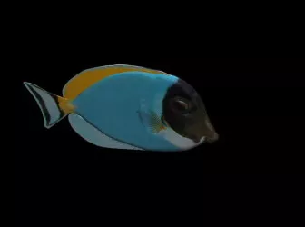 Colorful Fish Sea Animal 3d model Colorful Fish Sea Animal 3d model
