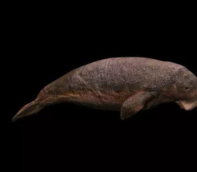 Sea Lion Animal 3d model