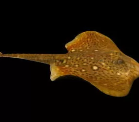 Fish Animal 3d model
