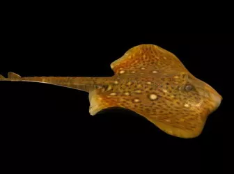Fish Animal 3d model Fish Animal 3d model