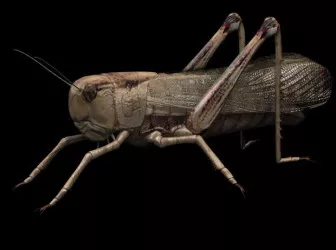 Locusts 3d model Locusts 3d model