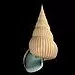 Conch 3d model