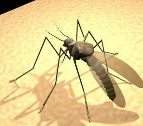 Mosquito 3d model