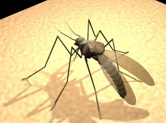 Mosquito 3d model Mosquito 3d model
