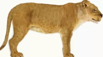 European Lion With Ball Statue 3d model