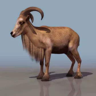 Goat Animal 3d model Goat Animal 3d model