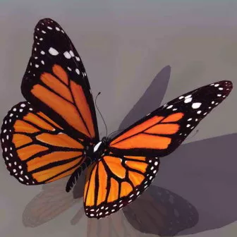 Butterfly Plane 3d model