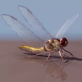 Dragonfly Animal 3d model Dragonfly Animal 3d model