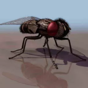 Fly Animal 3d model