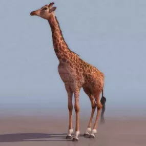 Giraffe Animal 3d model