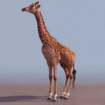 Giraffe Animal 3d model Giraffe Animal 3d model