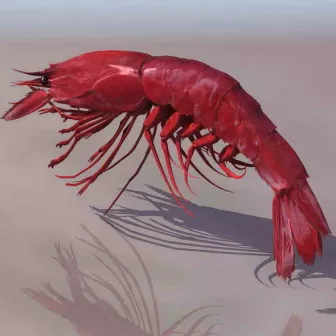 Shrimp 3d model Shrimp 3d model