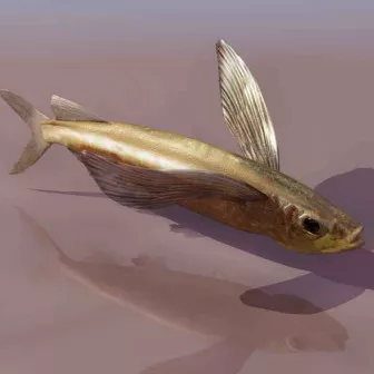 Fish Animals 14 3d model Fish Animals 14 3d model