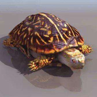 Turtles Animal 3d model Turtles Animal 3d model