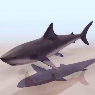 Ocean Shark Realistic 3d model