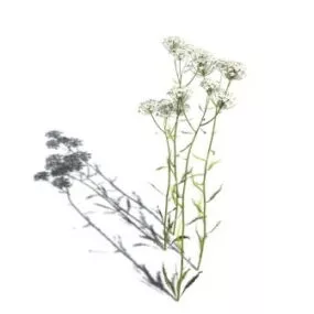 Xfrog Plant 3d model