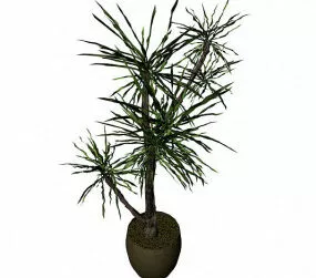 Plants Potted Indoor 3d model
