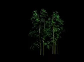 Plant Bamboo 3d model Plant Bamboo 3d model